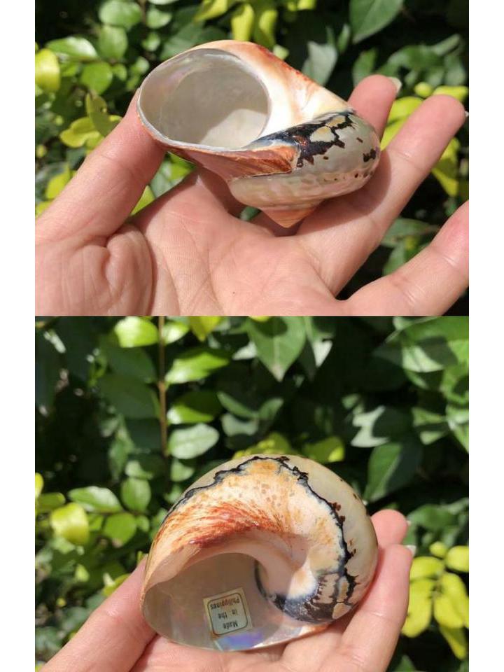 Large South African Abalone Green Seashell Ornament for Aquariums & Hermit Crabs