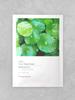 Centella Asiatica Clear Facial Mask Sheet