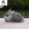 Farmhouse Plush Bunny Toy With Handcrafted Design For Home Decor And Photography Props