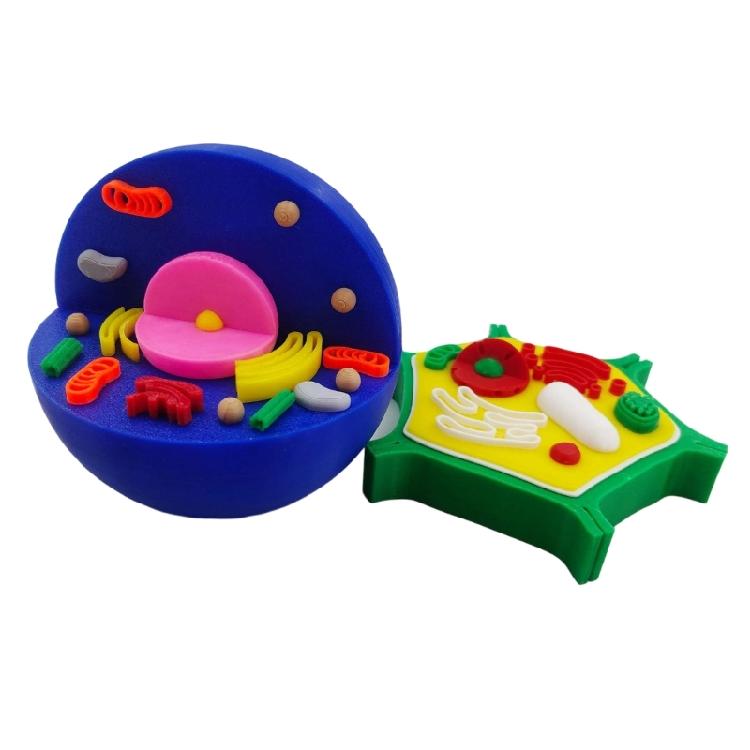 Educational Animal Plant Cell Anatomy Model Animal and Plant Cell Model Biology Teaching Aid