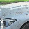 Car Asphalt Remover Oil Stains Bird Droppings Flying Paint Remove Surface Maintenance Coating and Brightening Remover Eliminates Residue Removal