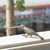 Solid Copper Long Mouth Bird Small Statue Ornaments Classical Vintage Brass Animal Woodpecker Figurines Home Desk Decorations