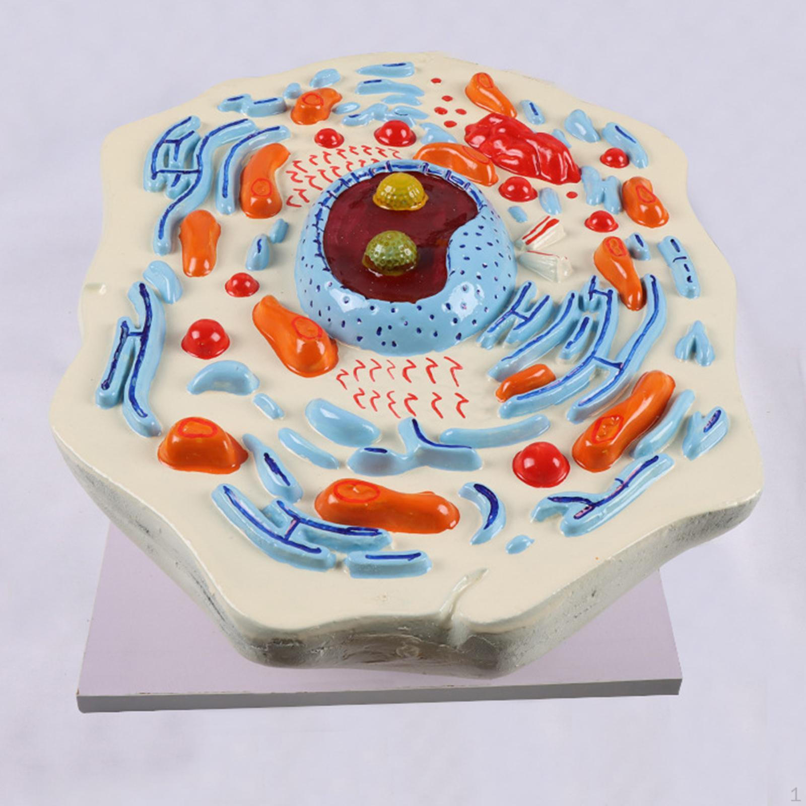 

Модель анатомии клетки Анатомический образовательный набор Stem Биологические научные проекты Animal Cell Model