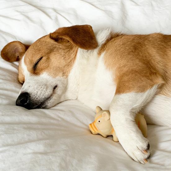 Latex-Schweinehundespielzeug Quietschendes Hundekauspielzeug für kleine, mittlere und große Hunde Interaktives schweinshaped Welpenspielzeug zur Zahnpflege