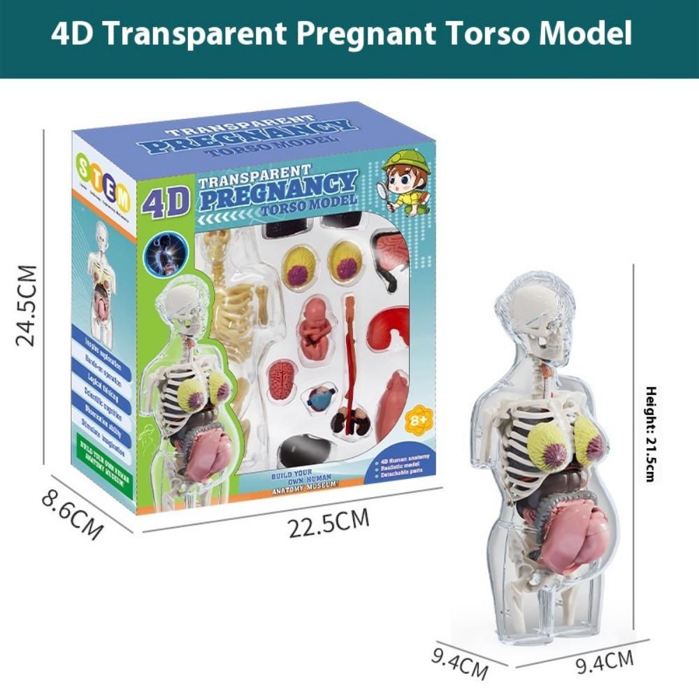 DIY Human Body Anatomy Model Kit - Educational Toy for Kids To Assemble Organs, Skeleton & Muscles