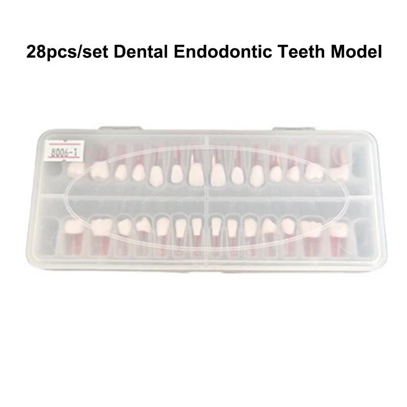 28Pcs/Set Dental Endodontic Teeth Model Full Mouth Root Canal Practice Study Model Endo Teeth Block Training