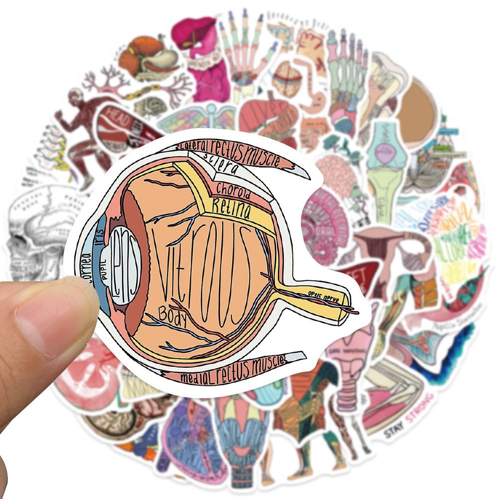 50pcs Human Anatomy Body Physiology Stickers Temporar Graffiti Luggage Skateboard Laptop Guitar Sticker Decals