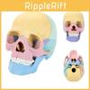 4d Human Skull Model Detachable Specimen Cranium Model Educational Toy