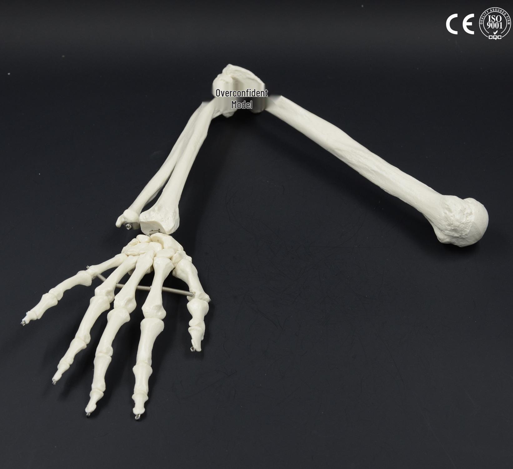 Adult Human Upper Limb Bone Model: Bendable Humerus, Radius, Ulna, and Hand Bones 1:1 Scale 70 cm