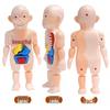 Kids' DIY Human Organ Model Educational Toy for Science Learning