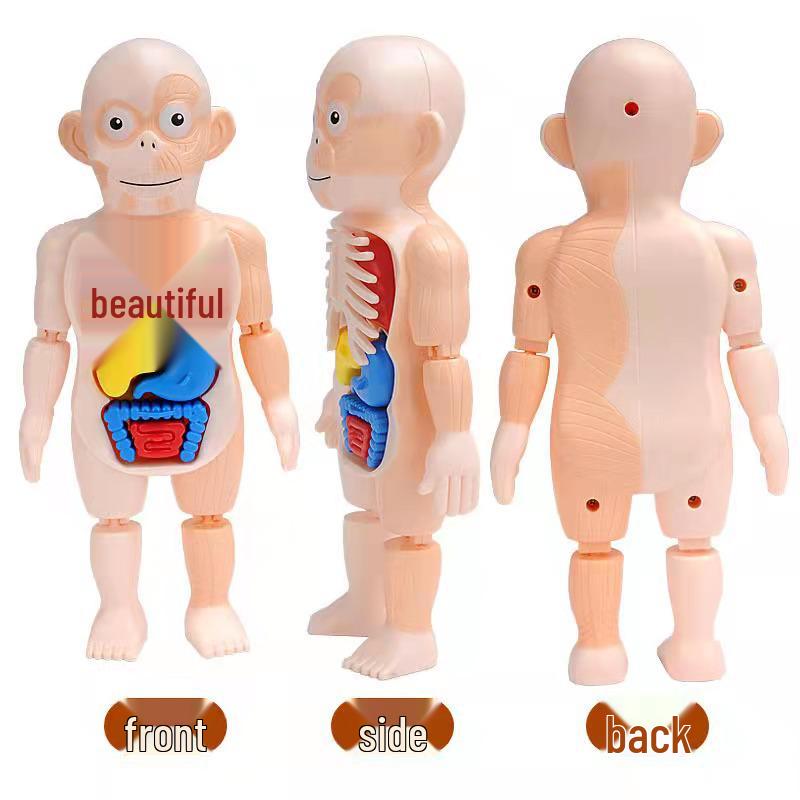 Kids' DIY Human Organ Model Educational Toy for Science Learning