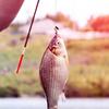 50/100PCS Artificial Fishing Bait Fishing Bait Soft Fishing Lure Fake Artificial Lure Soft Silicone Cricket Bait Insects Bait