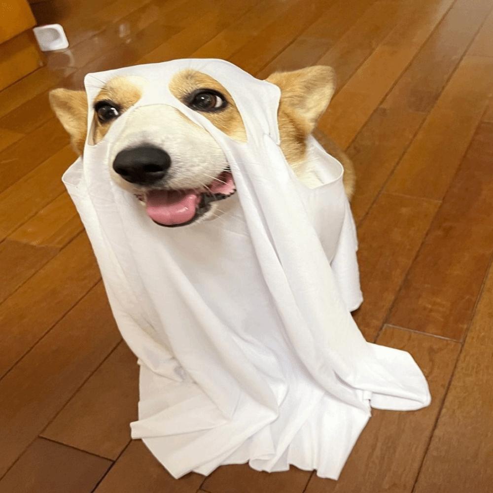 Pet Transformation Costume Breathable Dog Ghost Cape Decorative Scary Ghost Dog Cloak Soft Pet Cosplay Clothes Photo Props