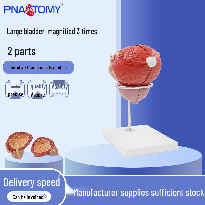 Large Human Bladder Model for Medical Teaching, Magnified 3x, 2-Part Design 20x15x19 cm