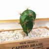 1 Buc Spumă Cactus Artificial Plante Tropicale Suculente Bonsai Birou Home Decor Party