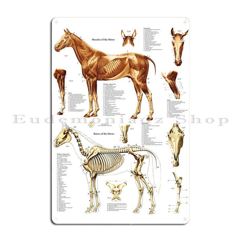 Koňská kosterní anatomie Veterinární nástěnný plakát Průvodce anatomií Kovová deska Dekorace stěny obývacího pokoje nebo hospody Železný plechový znak Plakát