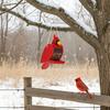 Wood Bird Feeder Red Bird Outdoor Hanging Feeder Birdseed Dispenser Attracts Wild Birds for Garden Yard Patio Decoration