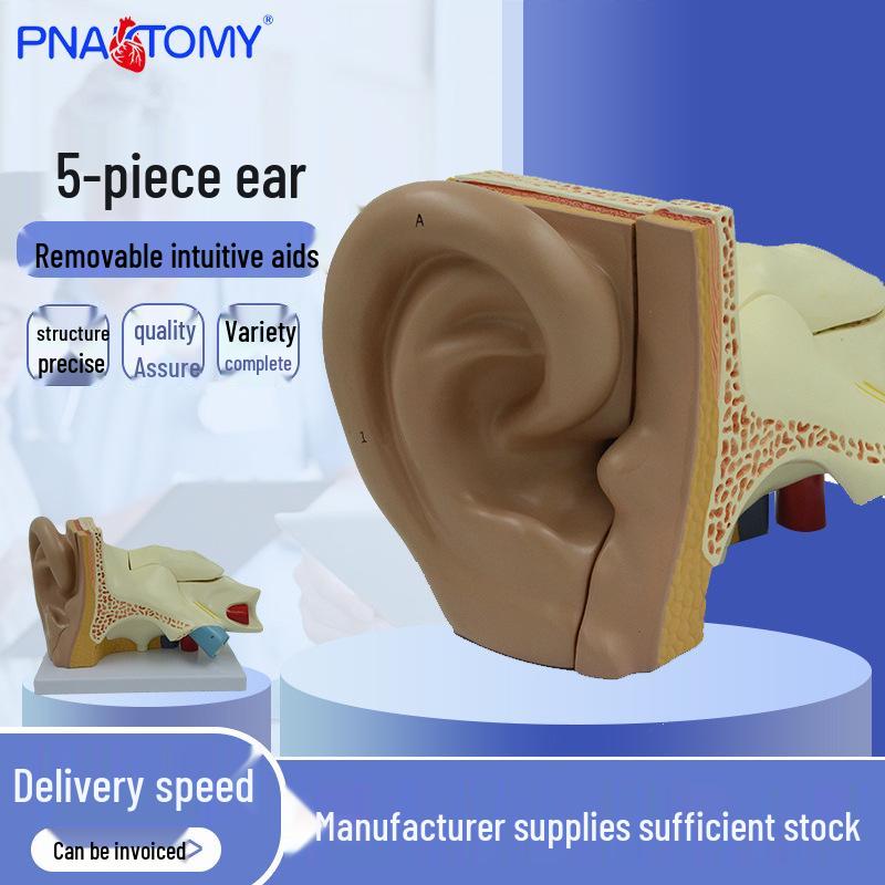 Human Ear Anatomy and Otology Model /