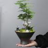 Copper Coin Grass Hydroponic Landscaping Flower Pot Ceramic Creative Simple Narcissus Kiln Change Retro Non-Porous Pot Indoor Household