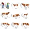1:87 Scale Cow Models, Human Figures, Set of 36, for Farms, Ranches, and Cow Farms, Architectural Use, Gardens, Micro Landscapes, Scenery Collections,
