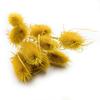 Dried Oset - (Thistle) - Yellow