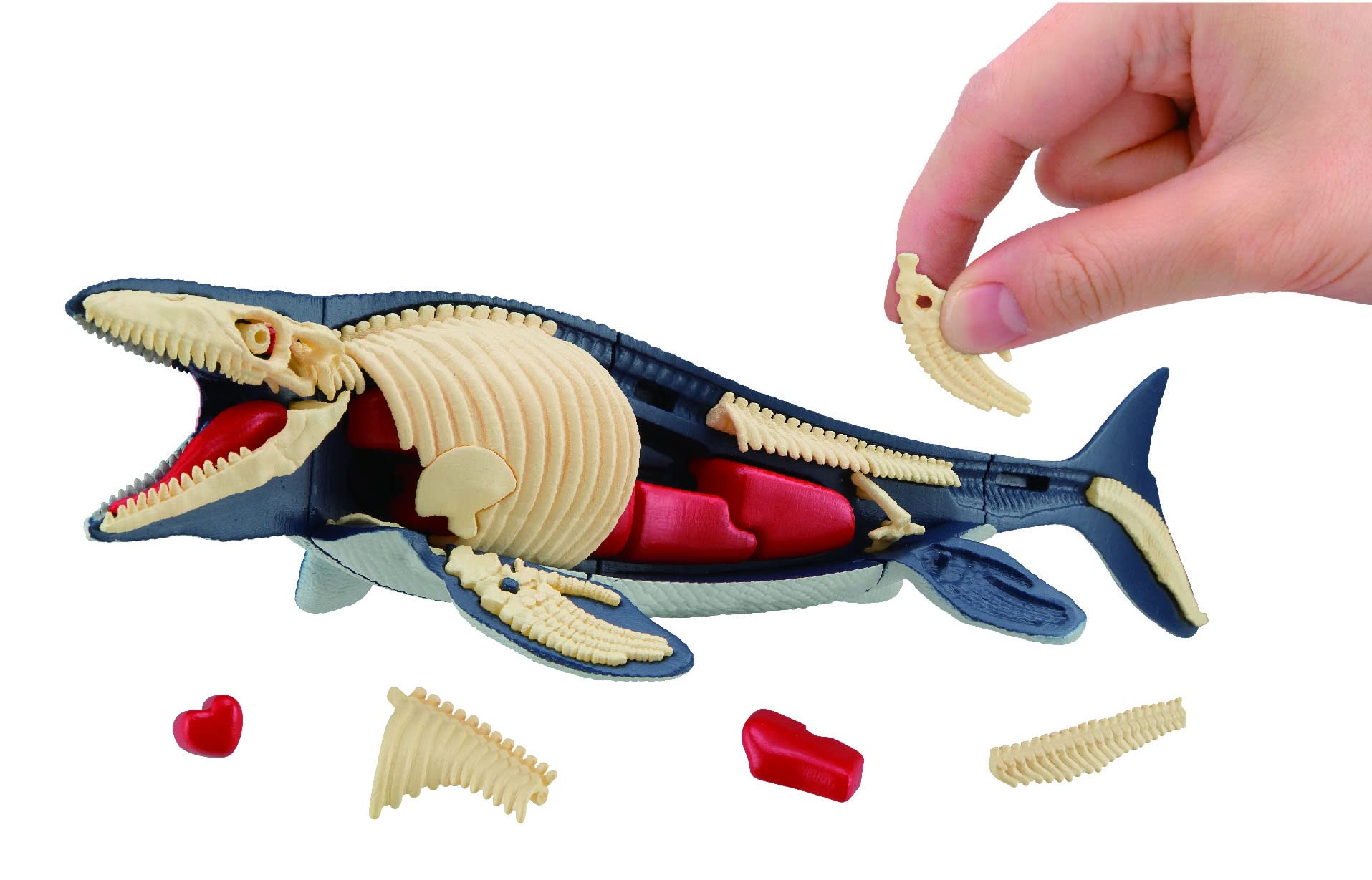 MegaHouse Disassembly Puzzle Science Mosasaurus Reconstruction Puzzle