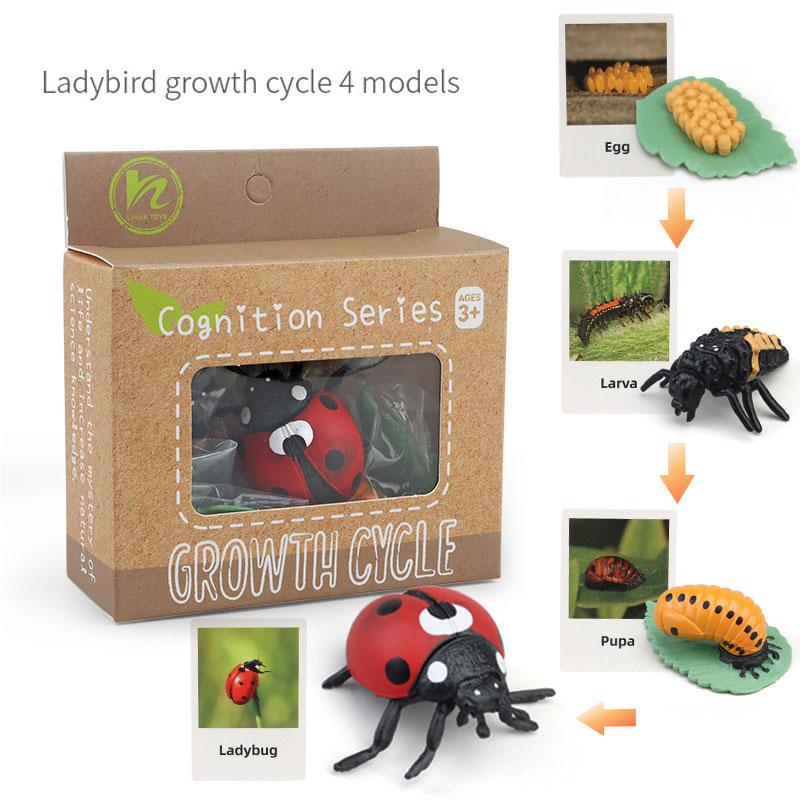 Toys Model Educational Simulated Animal Card Set Insect Plant Growth Cycle Cognitive Montessori Parish Home Open Learning Kids
