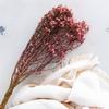 Oxodia Suszona - Jasny Róż