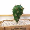 1 Buc Spumă Cactus Artificial Plante Tropicale Suculente Bonsai Birou Home Decor Party