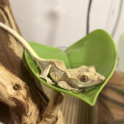 Sürüngen – Sürüngen Terraryumları