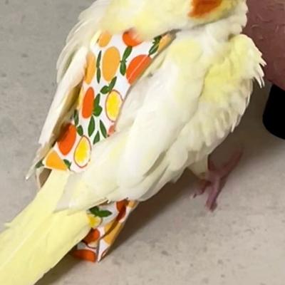 Fruit Floral Cute Bowtie Flight Suit Washable Parrot Diaper Clothes for Cockatiel Pigeons Small Medium Large Pet Birds