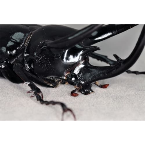 BACALYSO | Nirvana 1/1 Scale Atlas Beetle Figure, Refrigerator Ornament, Magnetic, Realistic, Adult, Illustrated, Insect, Beetle, Resin, Adult-Friendl