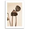 Canvas print, Dried lotus flowers