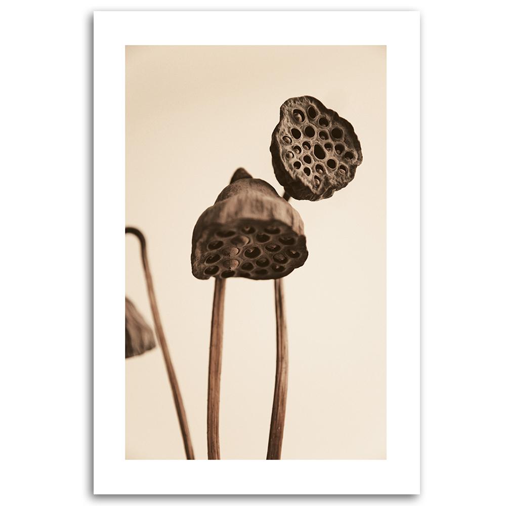 Canvas print, Dried lotus flowers