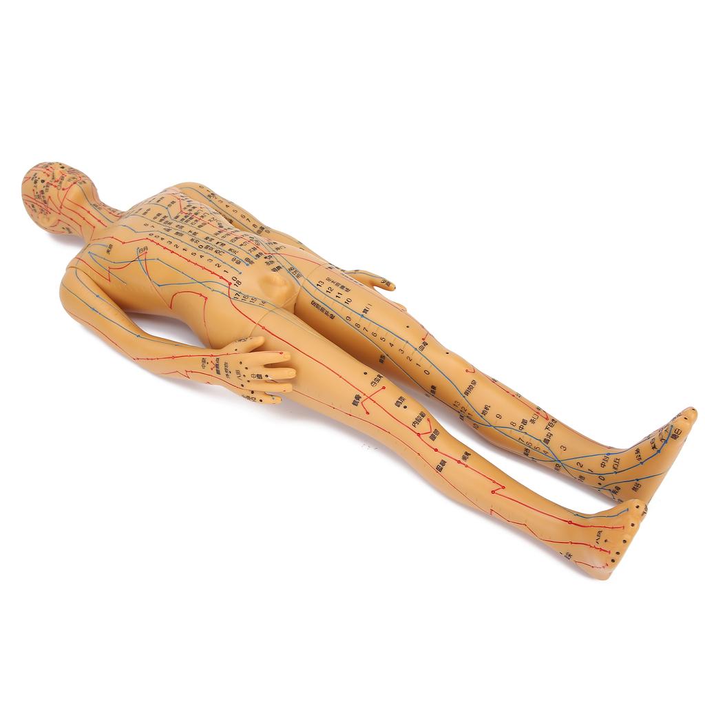 50 cm 19,7 cala Kolor mosiądzu Model ciała do akupunktury Przezroczysty model meridianów do akupunktury