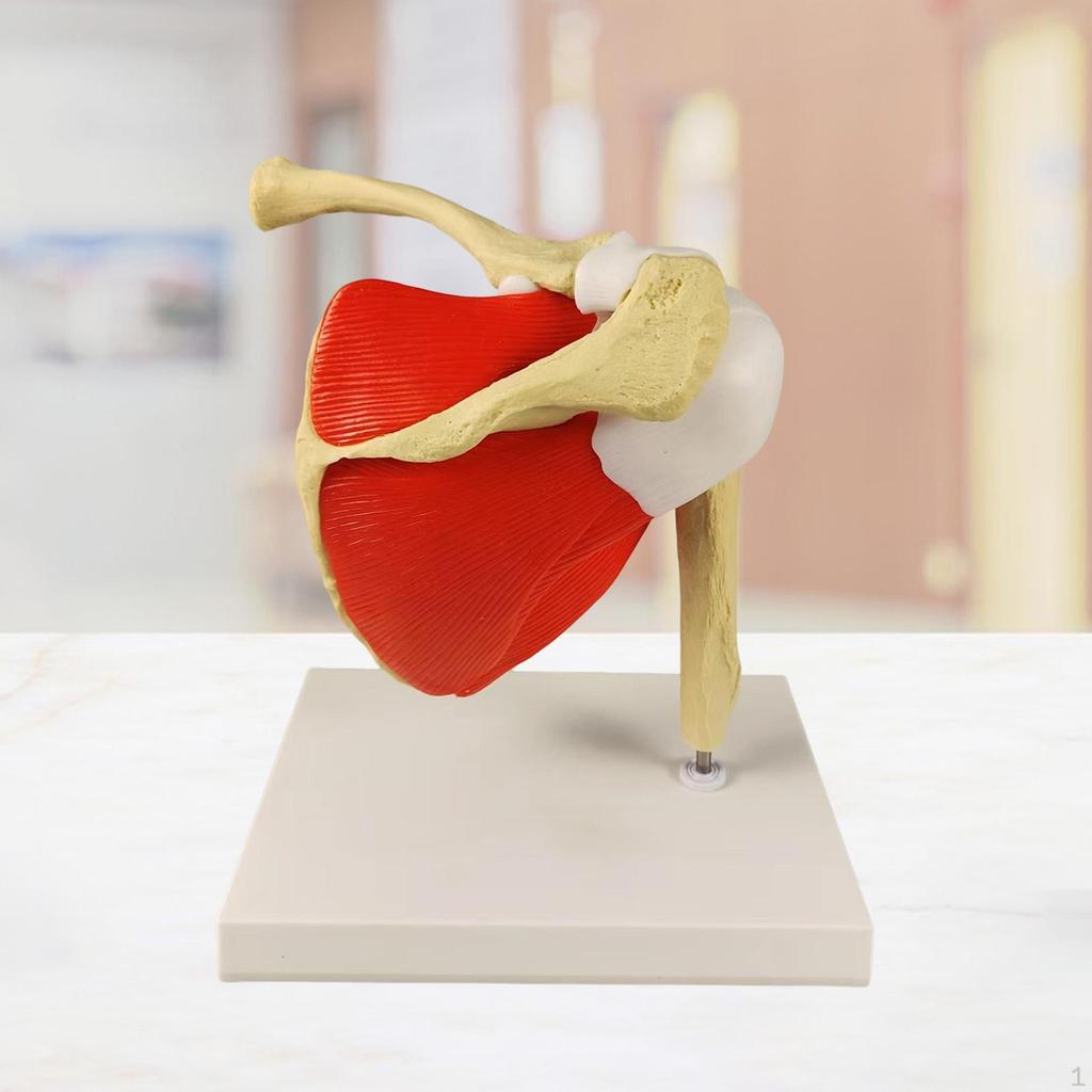 Human Shoulder Joint Model Skeleton Compact Lightweight Teaching Tool with Base for