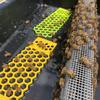1pcs Floating Bee Ladder for Bird Bath – Colorful Insect Water Feeder, Foldable, & Butterfly