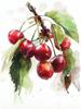 Blueberry Grapes Peaches Pomegranate Watercolor Fruit Poster Canvas Painting Modern Nature Wall Art Picture Home Decor Gift
