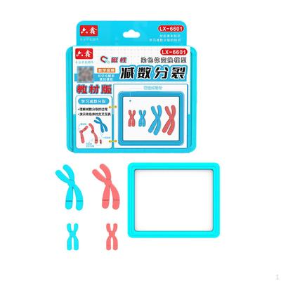 Meiotic Species Chromosome Change Model, Biology Model Set, Detachable Science Teaching Aid