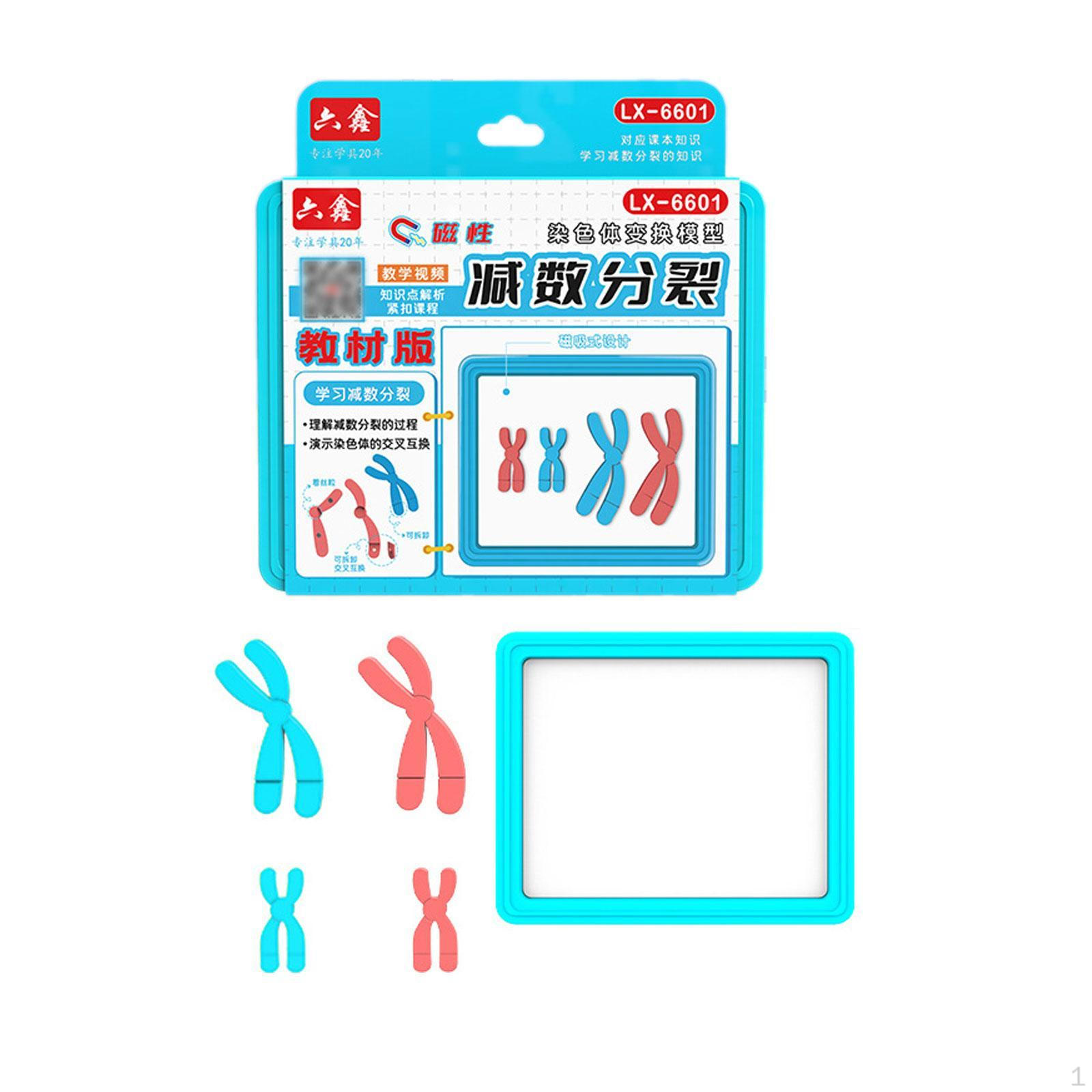 

Модель изменения мейотических видовых хромосом, Набор биологических моделей, Съемное учебное пособие по науке