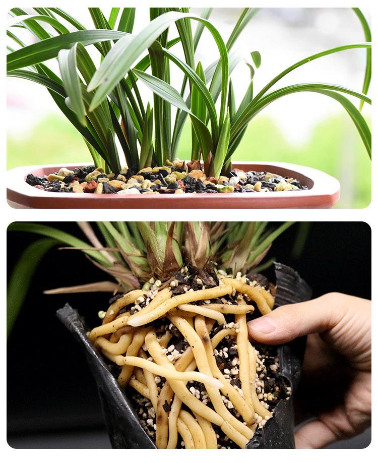Premium Orchid Planting Medium - Nutrient Rich Soil Granules for Clivia & Phalaenopsis with High-End Pine Bark