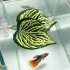 Betta Leaf Hammock Betta Fish Leaf Bed Resting Leaf Pad Natural Environment Fish Spawning Grounds Aquarium Fish tank decoration