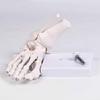 Realistic Human Foot Bone Model Teaching Aids For Enhanced Learning In Anatomy Classes And Clinical Skeletal Detail