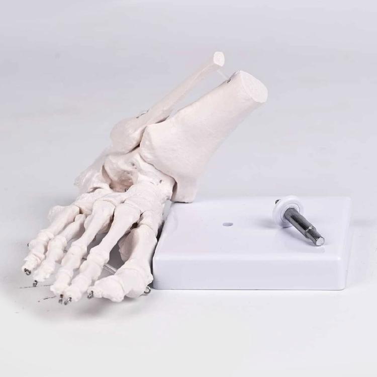 Realistic Human Foot Bone Model Teaching Aids For Enhanced Learning In Anatomy Classes And Clinical Skeletal Detail