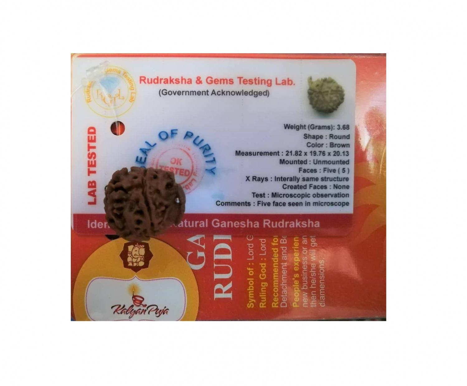 Ганеша Рудракша сертифицированная (5 мукхи), 5 Mukhi Certified Ganesha Rukdrasha (Nepal), Kalyan Puja