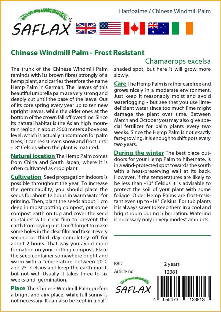 SAFLAX Palma cinese del mulino a vento - 10 semi - Con substrato da vaso per una migliore coltivazione - Chamaerops excelsa