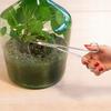 Long leaf scissors for plants in glass