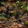 2pcs 3D Printed Reptile Cave Hollow Out Aquarium Decorations Jumping Spiders Climb Trees  Tara Crab