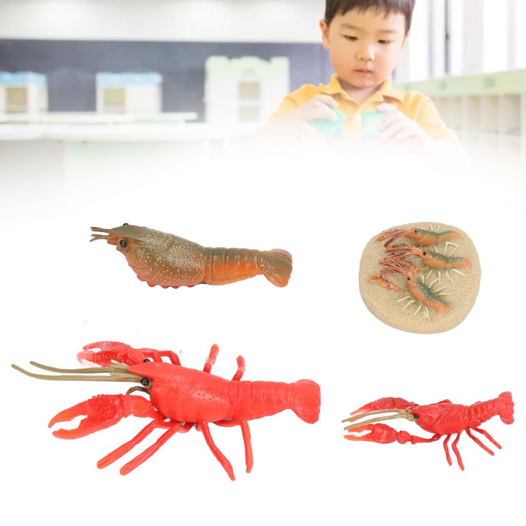 Simulation Lobster Growth Cycle Model Vivid Crayfish Life Cycle Figurines for Kids Education Toy Home Decoration