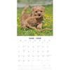 Red Robin 2026 Norwich & Norfolk Terriers Monthly Wall Calendar | 12" x 24" Open | Premium Thick & Sturdy Paper | Hangable 12 Month Calendar | Lined